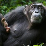 Chimpanzee Tracking Safaris