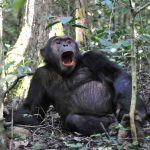 Chimpanzee Tracking Safaris