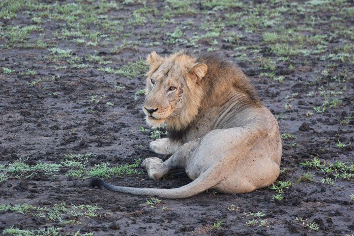 Lion KIng Uganda, Queen Elizabeth National Park Lion KIng Uganda, Queen Elizabeth National Park