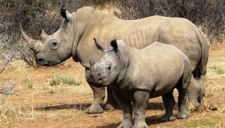 White_rhino_ Ziwa White_rhino_2017