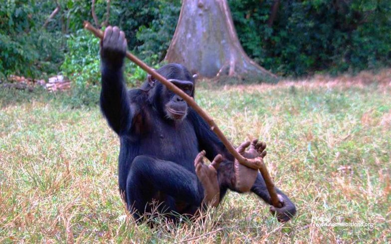 cocoa with stick cocoa with stick