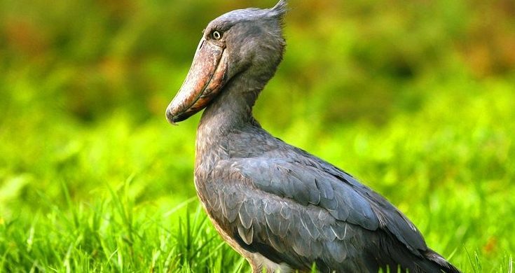 shoebill-uganda shoebill-uganda