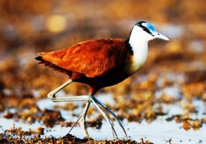 Adult African Jacana (Actophilornis africanus) walking on leaves, Lake Baringo, Kenya