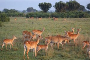 3 days Wildlife in lake Mburo and Queen Elizabeth Safari